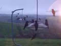 Swarms of hummingbirds surround the feeders at dusk.