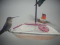 Rufous hummingbird, showing the orange gorget.