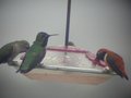 A Rufous and an Anna's hummingbird.