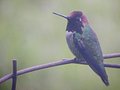 An Anna's Male