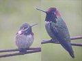 Compare the Anna's (on the right) with the Calliope (on the
left)