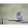 Male Calliope