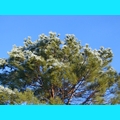 Snow at the Ranch