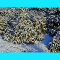 Snow at the Ranch