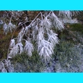 Snow at the Ranch