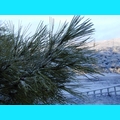 Snow at the Ranch