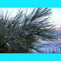 Snow at the Ranch