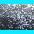 Snow at the Ranch