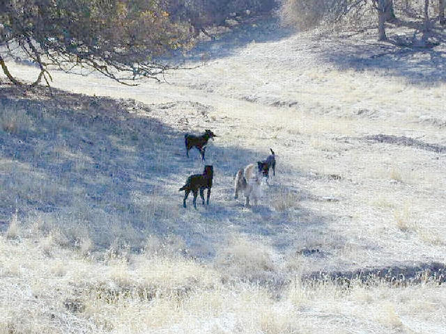With the dogs in the woods