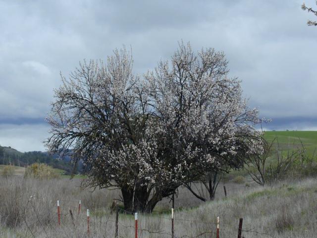 Almond Tree in Bloom