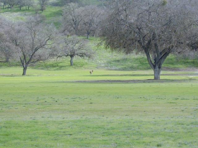 Deer at the Airstrip
