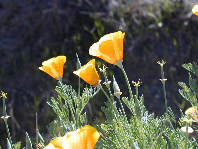 California Poppies