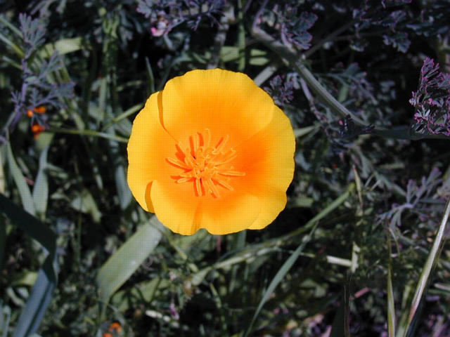 A Single Poppy