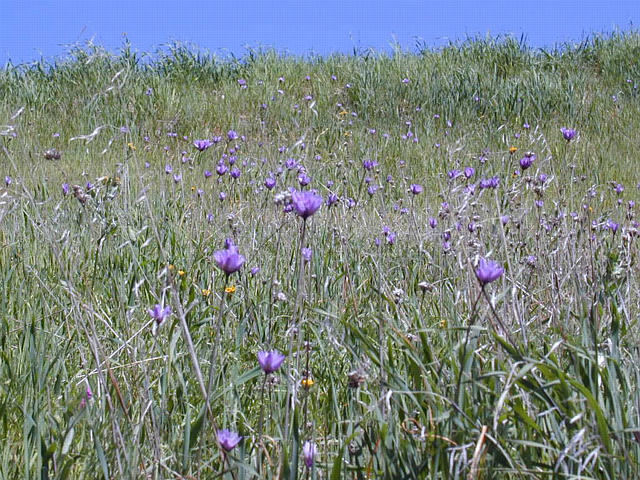 Hillside of Forktooth Ookow