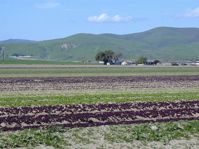 Lettuce Fields outside Greenfield