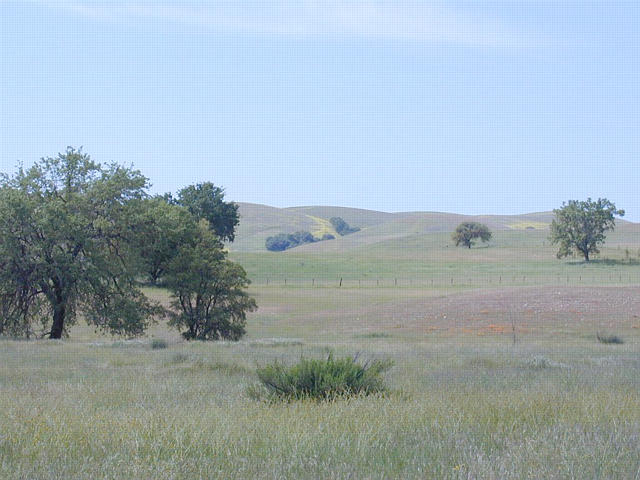 Wildflowers on the hillside - Lowe's Canyon