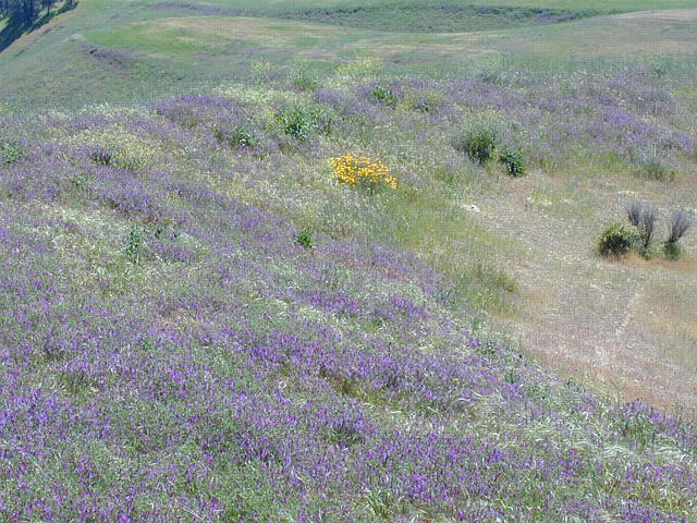Vetch & Poppies