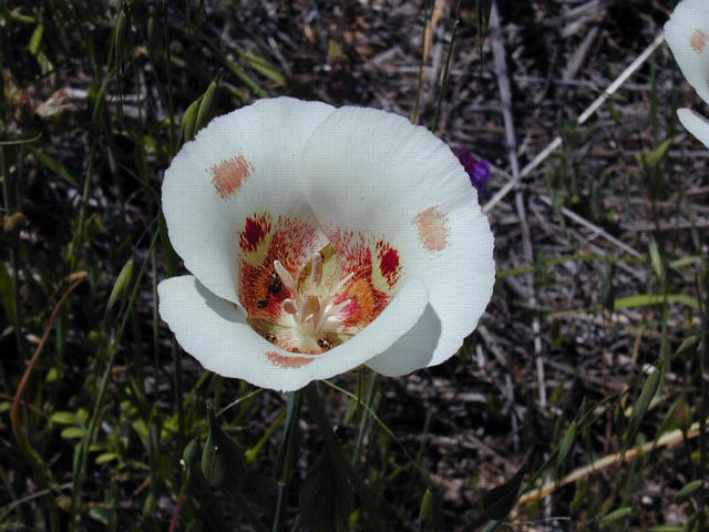 Mariposa Tulip - closeup