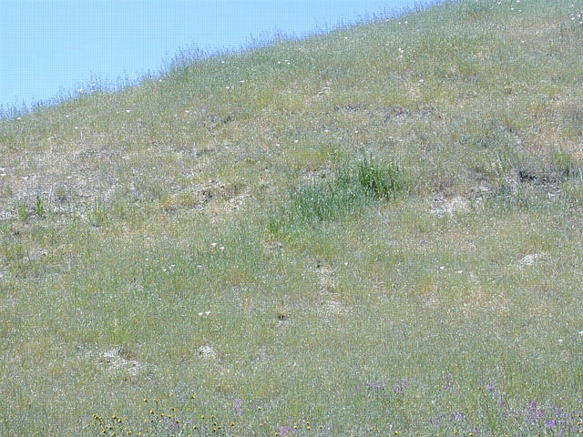 Mariposa Tulips by the driveway