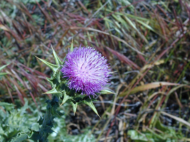 Italian Thistle, a noxious weed