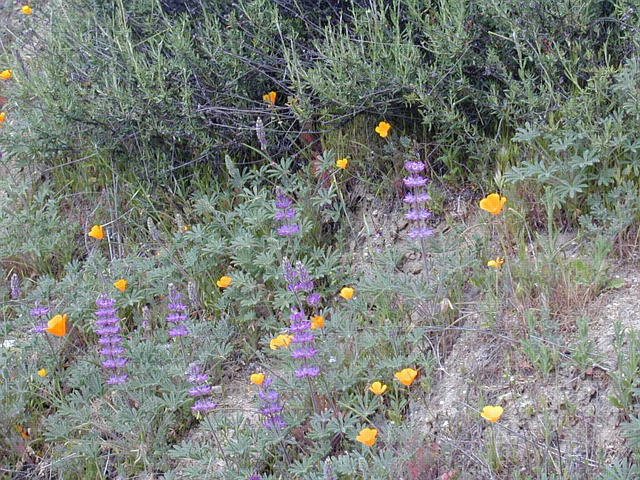 Lupine and Poppies, Lowe's Canyon