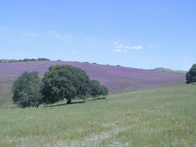 Vetch covers the hillside