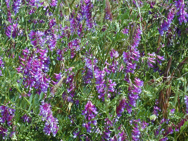 Purple Vetch - closeup
