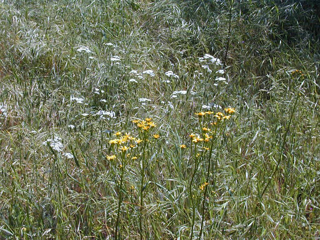 Coreopsis and Queen Anne's Lace, Cross Country Rd