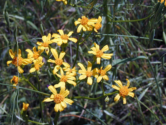 Coreposis californica, California Tickseed