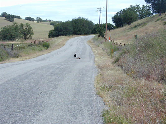 Vultures and road kill