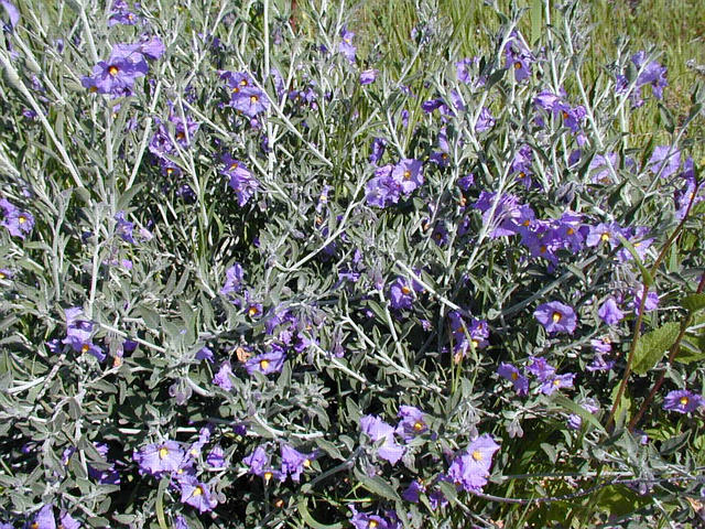 Solanum elaeagnifolium - Silverleaf Nightshade