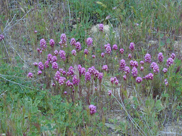 Castileja exserta - Indian Paintbrush or Owl's Clover
