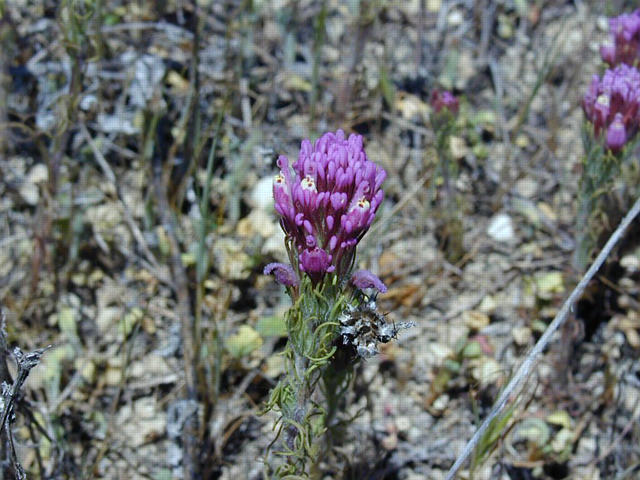 Owl's Clover - close up