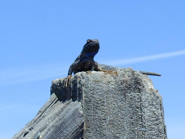 Fence Lizard on fencepost
