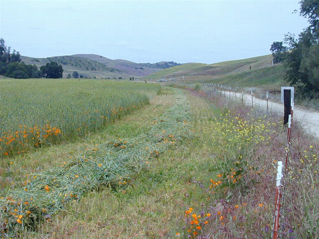 Freshly cut hay in a windrow