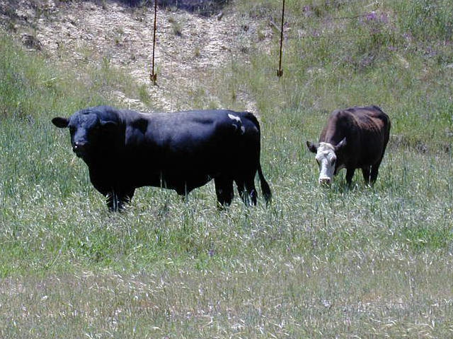 The bull is half the herd