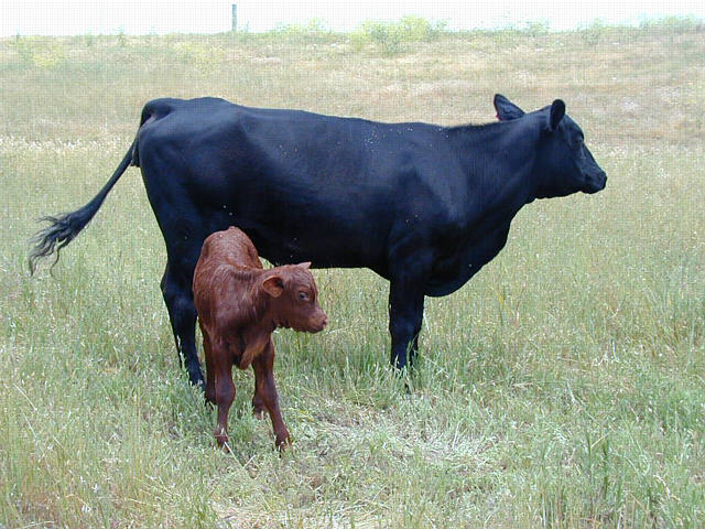 Newborn Calf