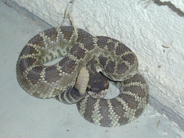 Rattlesnake on the back porch
