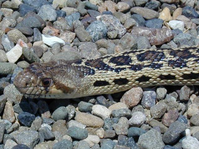 Gopher snake in driveway