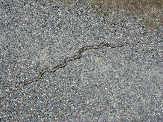 Gopher snake in driveway