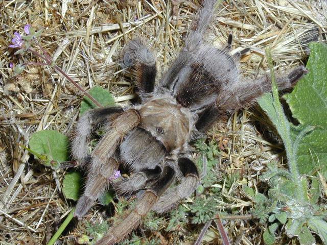 Tarantula