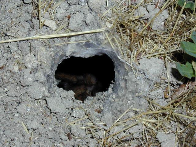 Tarantula burrow