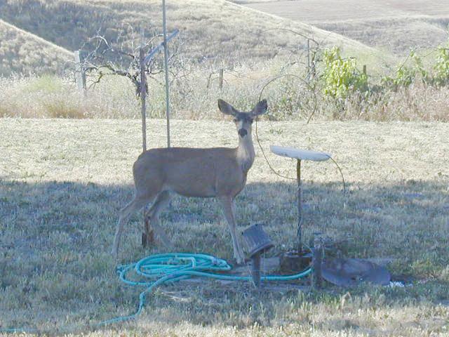 Deer at the birdbath