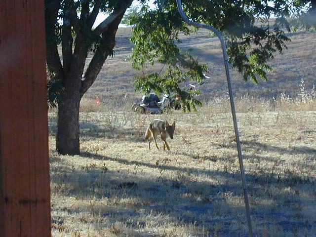 Coyote in the yard