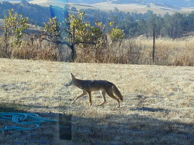 Coyote in the yard